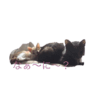 あいかなさん家の動物達（個別スタンプ：2）