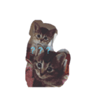 あいかなさん家の動物達（個別スタンプ：3）