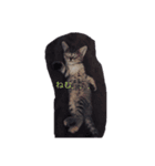 あいかなさん家の動物達（個別スタンプ：5）