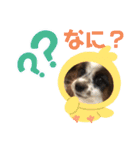 我が家のワンサマ（個別スタンプ：1）