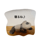 パンダのまいにち（個別スタンプ：8）