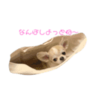 博多のあん①（個別スタンプ：1）