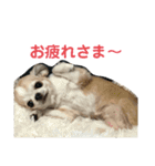 博多のあん①（個別スタンプ：6）
