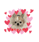 博多のあん①（個別スタンプ：7）