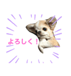 博多のあん①（個別スタンプ：10）