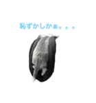 博多のあん①（個別スタンプ：12）
