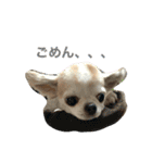 博多のあん①（個別スタンプ：13）