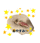 博多のあん①（個別スタンプ：16）