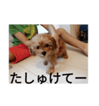 僕の犬の日常生活3（個別スタンプ：1）