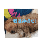 僕の犬の日常生活3（個別スタンプ：3）