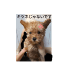 僕の犬の日常生活3（個別スタンプ：4）