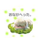 もこもこえんじぇる（個別スタンプ：3）