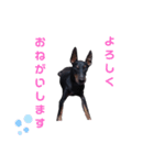 わんわんワンダブル（個別スタンプ：7）