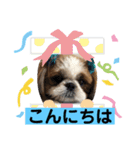 シーズーみんなの快くん②（個別スタンプ：1）