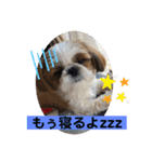 シーズーみんなの快くん②（個別スタンプ：2）
