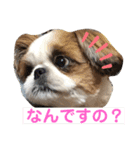 シーズーみんなの快くん②（個別スタンプ：3）