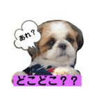 シーズーみんなの快くん②（個別スタンプ：5）