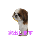 シーズーみんなの快くん②（個別スタンプ：6）