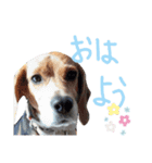 友達のルル（個別スタンプ：1）