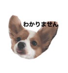 ルイるあ 2（個別スタンプ：1）