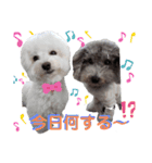 わんこの日常 ゆずみるく（個別スタンプ：5）