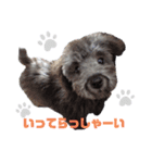 わんこの日常 ゆずみるく（個別スタンプ：6）