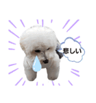 わんこの日常 ゆずみるく（個別スタンプ：11）