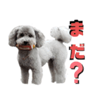 わんこの日常 ゆずみるく（個別スタンプ：16）