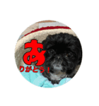 犬のムサシ（個別スタンプ：1）