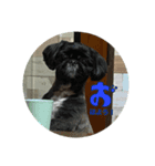 犬のムサシ（個別スタンプ：2）