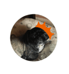犬のムサシ（個別スタンプ：3）