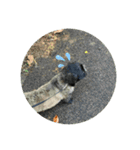 犬のムサシ（個別スタンプ：4）