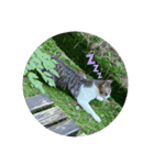 犬のムサシ（個別スタンプ：5）