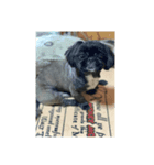 犬のムサシ（個別スタンプ：6）