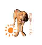仲良し犬舎（個別スタンプ：1）