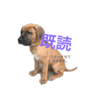 仲良し犬舎（個別スタンプ：2）