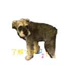仲良し犬舎（個別スタンプ：5）