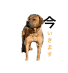 仲良し犬舎（個別スタンプ：6）