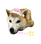 仲良し犬舎（個別スタンプ：7）