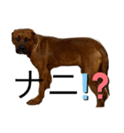 仲良し犬舎（個別スタンプ：8）