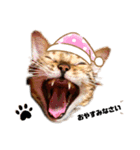 ねこ@Leo（個別スタンプ：2）
