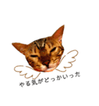 ねこ@Leo（個別スタンプ：4）