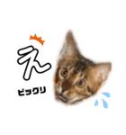 ねこ@Leo（個別スタンプ：5）
