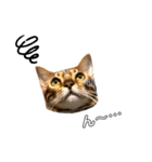 ねこ@Leo（個別スタンプ：6）