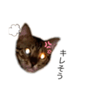 ねこ@Leo（個別スタンプ：8）