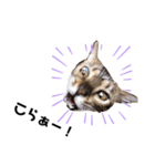 ねこ@Leo（個別スタンプ：9）