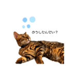 ねこ@Leo（個別スタンプ：10）