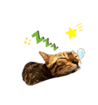 ねこ@Leo（個別スタンプ：11）