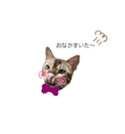 ねこ@Leo（個別スタンプ：16）