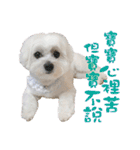 俺はかわいいQ（個別スタンプ：3）